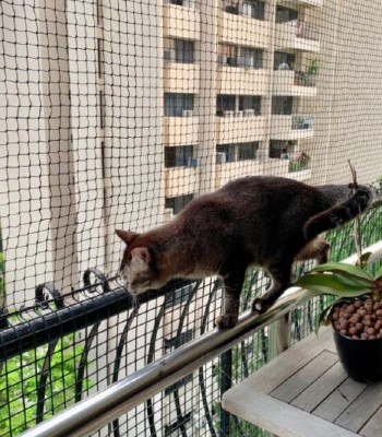 Pets Safety Nets for Balconies in Pune | Call Gandhi 9170350909 for Same Day Installation.